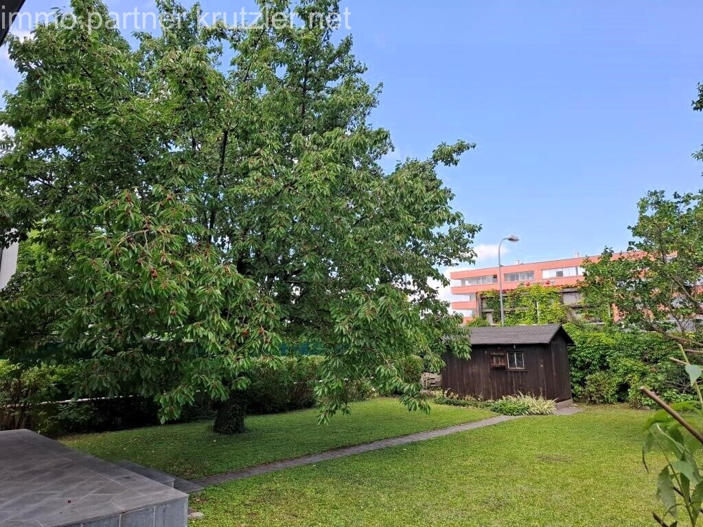 Kirschbaum